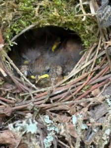Fat young wrens