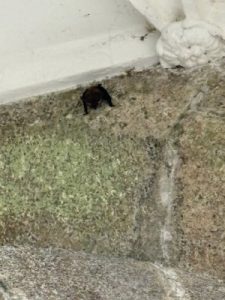 A long eared bat