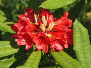 Rhododendron kyawii