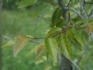 Carpinus pubescens
