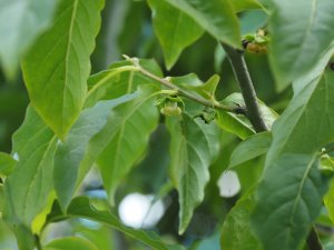 Diospyros cathayensis