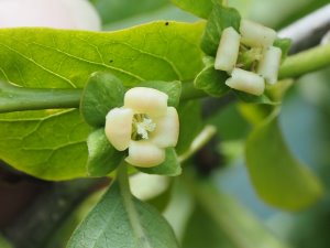 Diospyros cathayensis