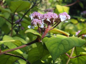 Hydrangea aspera ‘Goldrush’