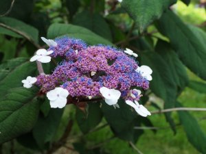 Hydrangea aspera ‘Macrophylla’