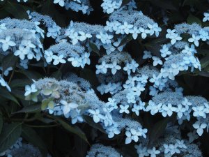 Hydrangea serrata ‘Tiara’