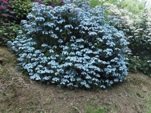 Hydrangea serrata ‘Tiara’
