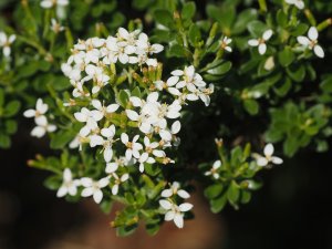 Olearia nummularifolia