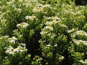 Olearia nummularifolia