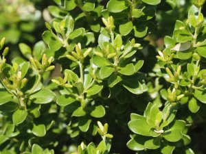 Olearia nummularifolia