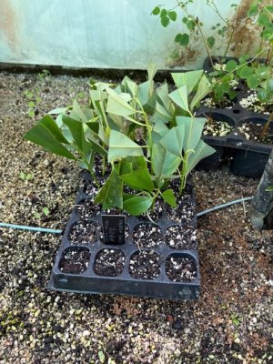 Cuttings arrive from John Marston
