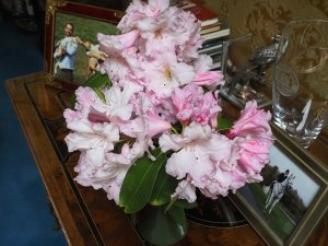 Rhododendron ‘Moser’s Maroon’ and Rh. ‘Polar Bear’