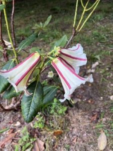 Rhododendron rhabdotum