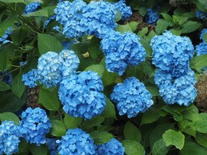 blue mophead hydrangeas