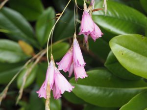 Dierama pulcherrimum