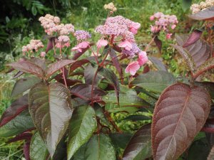 Hydrangea aspera ‘Hot Chocolate’