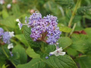 Hydrangea involucrata
