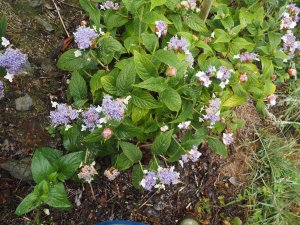 Hydrangea involucrata