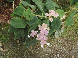 Hydrangea sargentiana