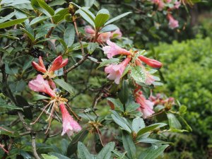 Rhododendron ‘Royal Flush’