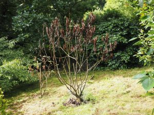 Salix fargesii