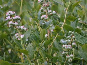 Vaccinium corymbosum