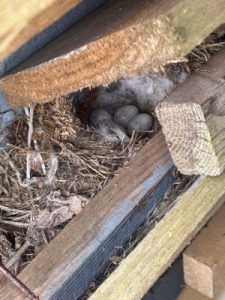 Pied wagtail eggs