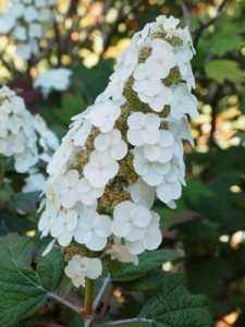 Hydrangea quercifolia ‘Alice’