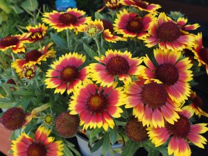 Gaillardia ‘Flamenco Bicolour’