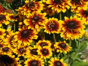 ‘Summerdaisy Red Bicolour’