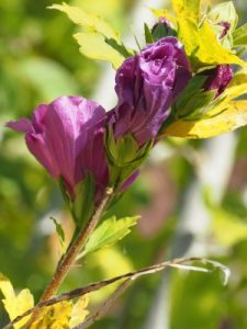 Hibiscus ‘Blue Bird’