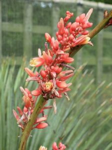 Aloe parviflora
