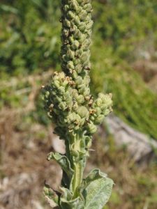 Thistles and Verbascum