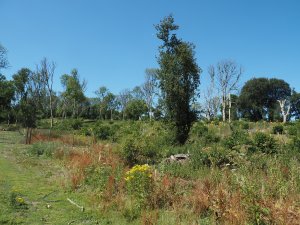 Two years on from clearing the hazel coppice