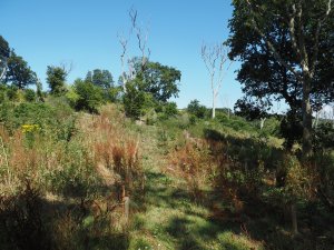 Two years on from clearing the hazel coppice