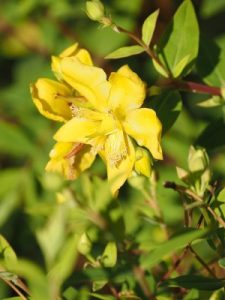 Hypericum henryi subsp. hancockii