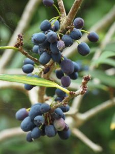 Osmanthus decorus