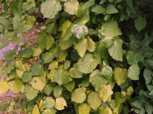 Exbucklandia populnea