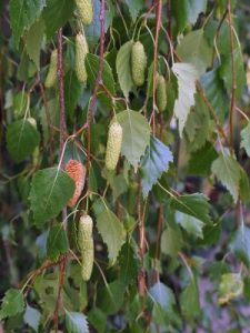 Betula pendula ‘Youngii’