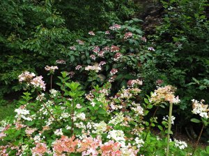 Hydrangea paniculata ‘Early Sensation’ and Hydrangea sargentiana