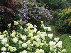 Hydrangea paniculata ‘Polar Bear’ and Hydrangea aspera villosa