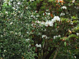 Rhododendron ‘Polar Bear’ and Eucryphia x nymansensis ‘Nymansay’