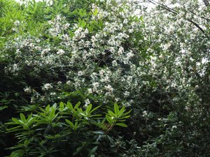 Eucryphia ‘Nymansay’ towards Tin Garden