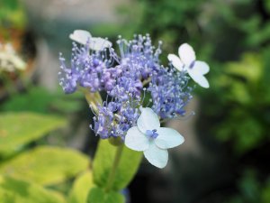 Hydrangea involucrata