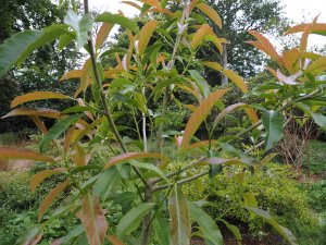 Eriobotrya aff. elliptica var. petelotii (BWJ 16323)