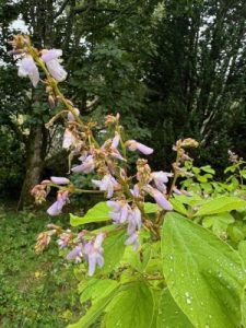 Desmodium elegans