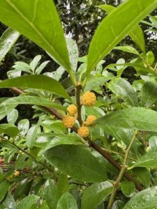 Maclura pomifera