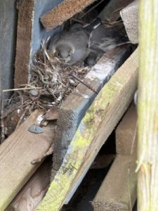 wagtails