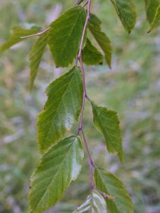 Carpinus pubescens