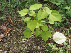 Mallotus japonicus