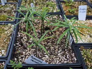 Podocarpus henkelii seedlings